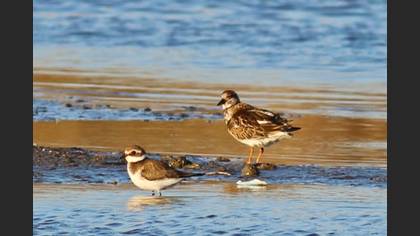 Taşçeviren