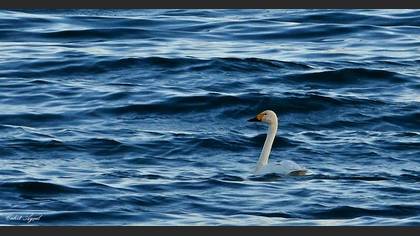 Undefined