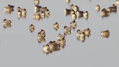 Çamurcun