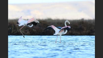 Flamingo