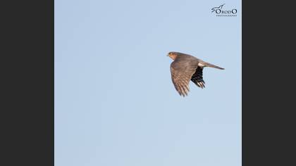 Atmaca
