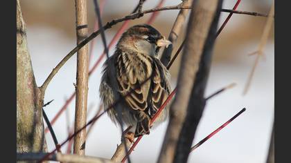 Söğüt Serçesi