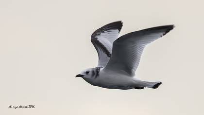 Karaayaklı Martı