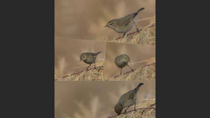Undefined