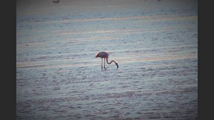 Flamingo