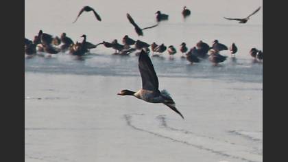 Sakarca