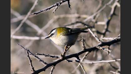 Sürmeli Çalıkuşu