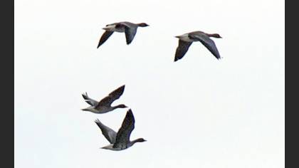 Sakarca