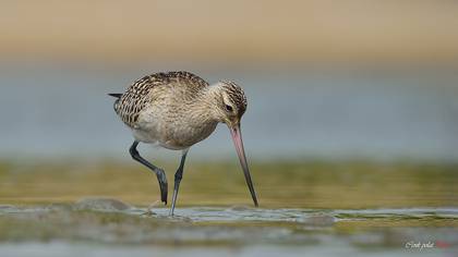 Kıyı Çamurçulluğu