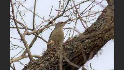 Küçük Yeşil Ağaçkakan