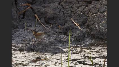 Undefined