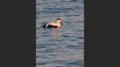Pufla