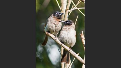 Arapbülbülü