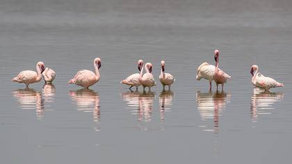 Küçük Flamingo