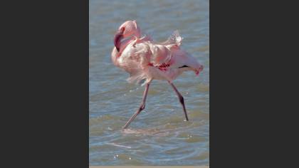 Küçük Flamingo