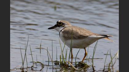 Halkalı Küçük Cılıbıt