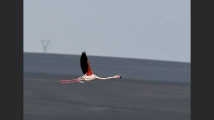 Flamingo
