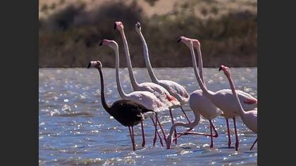 Flamingo