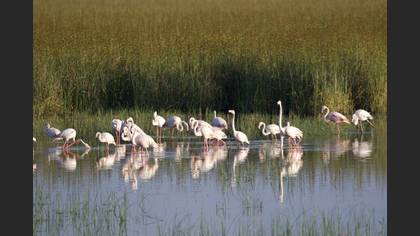 Flamingo