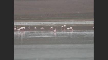 Küçük Flamingo