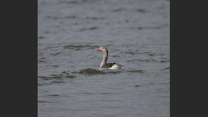 Boz Kaz