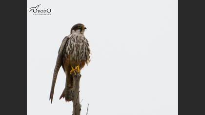 Delice Doğan