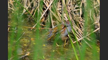 Küçük Suyelvesi