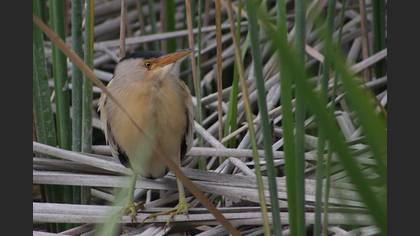 Küçük Balaban