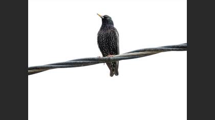 Sığırcık