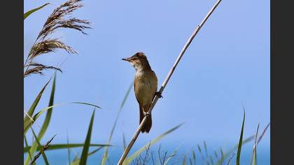 Undefined