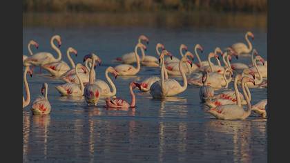 Küçük Flamingo