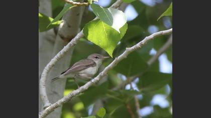 Undefined