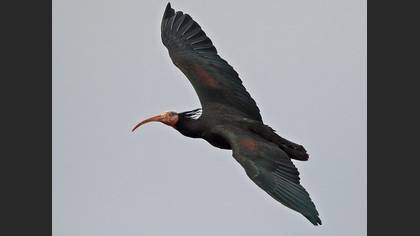 Kelaynak