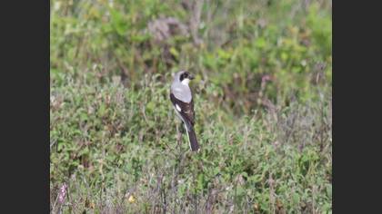 Karaalınlı Örümcekkuşu