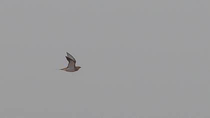 Kılkuyruk Bağırtlak