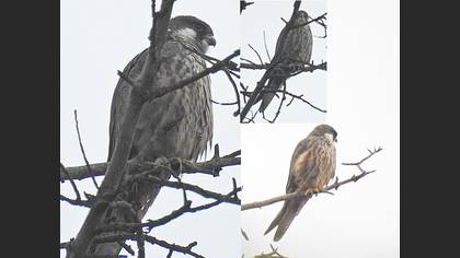 Ada Doğanı