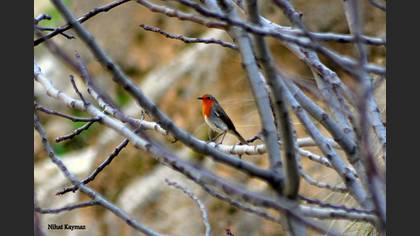 Kızılgerdan