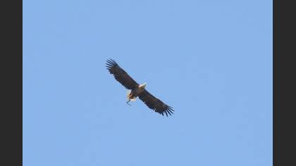Akkuyruklu Kartal