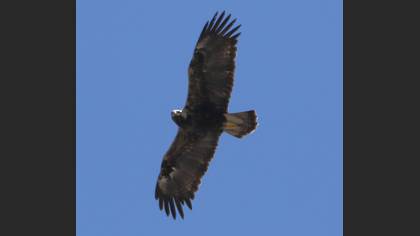Şah Kartal