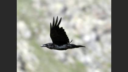 Kuzgun