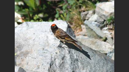 Karabaşlı İskete