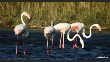 Flamingo