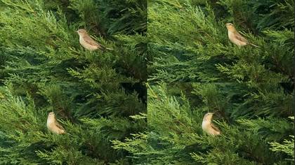 Undefined