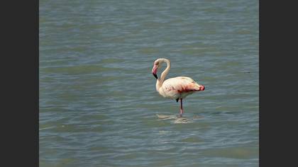 Flamingo