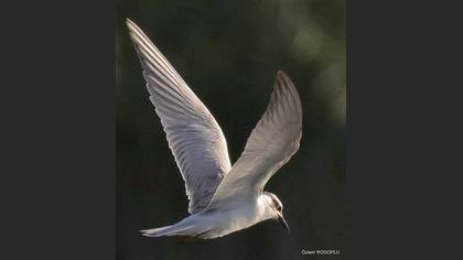 Undefined