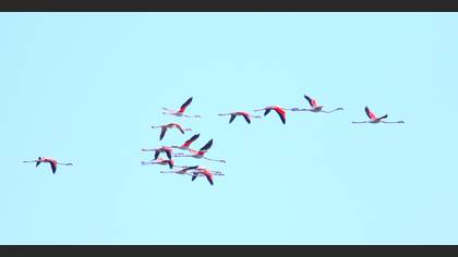 Flamingo