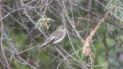 Alaca Sinekkapan