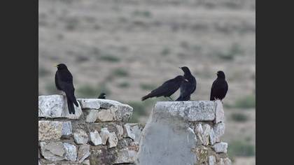Sarıgagalı Dağ Kargası