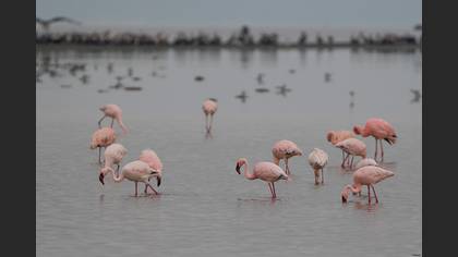 Küçük Flamingo