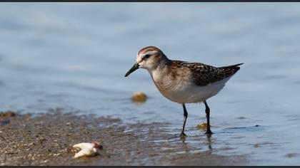 Küçük Kumkuşu